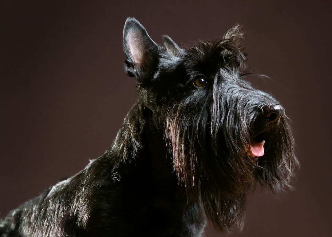 #14. Scottish terriers